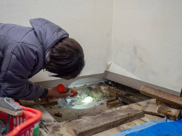 Best Asbestos and Lead Testing During Mold Inspection  in Filer, ID