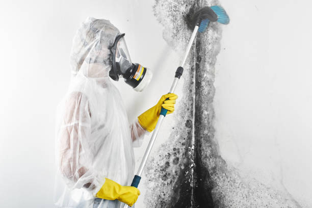 Best Comprehensive Air Testing for Mold Contaminants  in Filer, ID