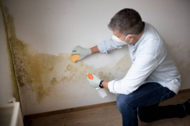 Best Environmental Consulting for Mold Prevention  in Filer, ID