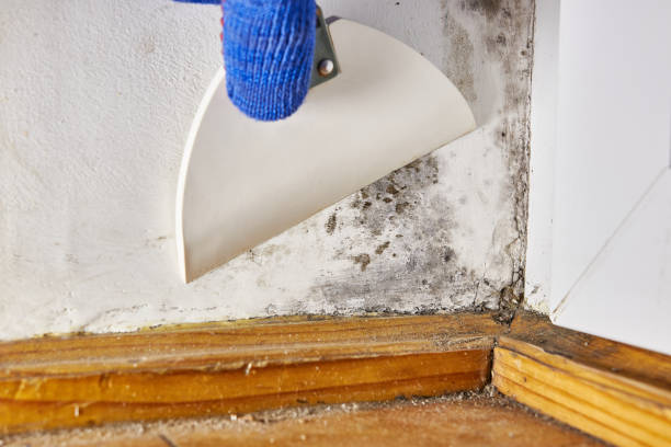 Best Air Quality Testing for Mold Spores  in Filer, ID